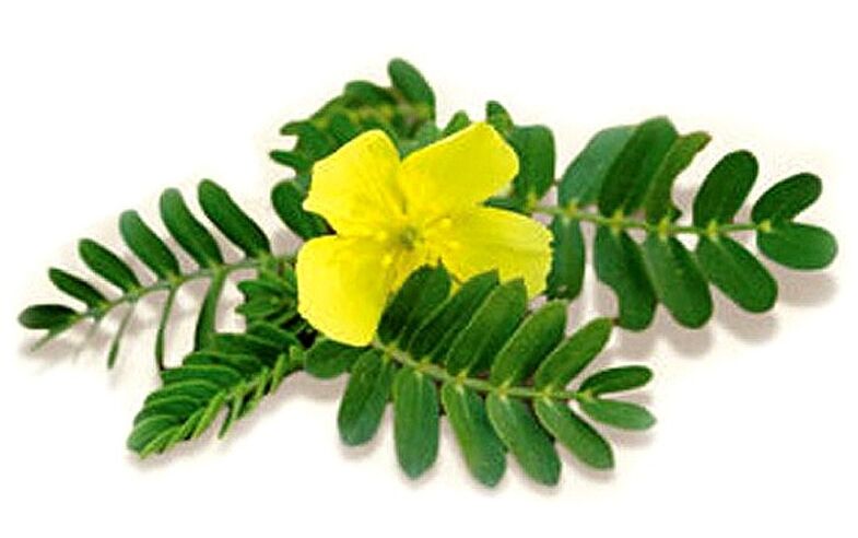 Gluconol contén Tribulus terrestris